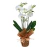 Phalaenopsis Online