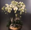 Phalaenopsis in ceramic vase Online