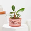 Buy Philodendron Imperial Red Indoor Plant