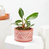 Philodendron Imperial Red Indoor Plant Online