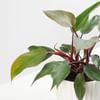 Shop Philodendron Pink Princess In White Lining Vase