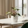 Philodendron Pink Princess In White Lining Vase Online