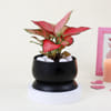 Shop Pink Blush Aglaonema Plant