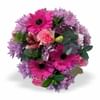 Pink Bunch MED Online