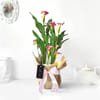 Pink Calla Lily Potted Plant Gift Online