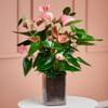Pink Flamingo Flower in Vase Online
