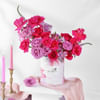 Pink Mystique Online