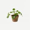 Plant - Pilea Online