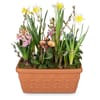 Plant Pot Cheerful Little Spring Garden Online