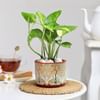 Gift Planted Promise