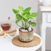Buy Planted Promise