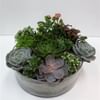 Plants in a Vase Online