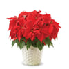 Poinsettia Plant Online