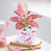 Shop Pretty in Pink Hamper