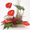 Red Anthurium ARR Online