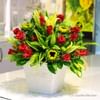 Red & Green Bouquet in Pot Online