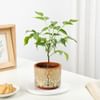 Gift Rooted Retreat Radermachera Plant Gift