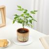 Shop Rooted Retreat Radermachera Plant Gift
