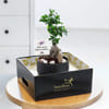 Buy Roots of Grace