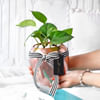 Buy Rose Gold Good Luck Pot