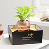 Buy Rose Gold Good Luck Pot