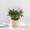 Rosier - Rosebush Online