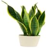 Sansevieria Online