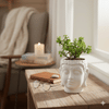 Shop Serene Jade Plant in a  Buddha Planter
