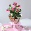 Gift Serenity in a Basket