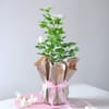 Buy Serenity in a Basket