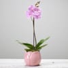Single Plant. Online