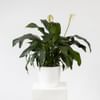 Single Plant Online