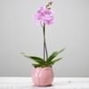 Single Plant Online