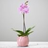 Single Plant Online