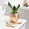 Gift Snake Plant in Copper Planter
