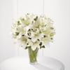 Spirited Grace Lily Online