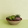 Succulent Arrangement Online