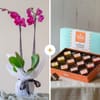 Sweet garden Online