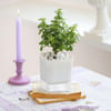 Shop Sweet Meets Savory
