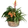 Symphony of plants Online