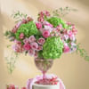 The Evergreen Blush Online