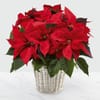 The Red Poinsettia Basket by FTD Large Online