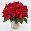 The Red Poinsettia Basket by FTD Large Online
