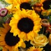 Buy The Tuscany Sunburst