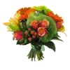 Tropicana Online