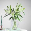 Vanilla Lily Dream Online