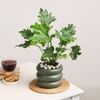 Buy Verdant Vitality