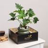 Shop Verdant Vitality