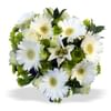 White Bunch LRG Online