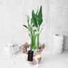 Gift White Calla Lily Potted Plant Gift